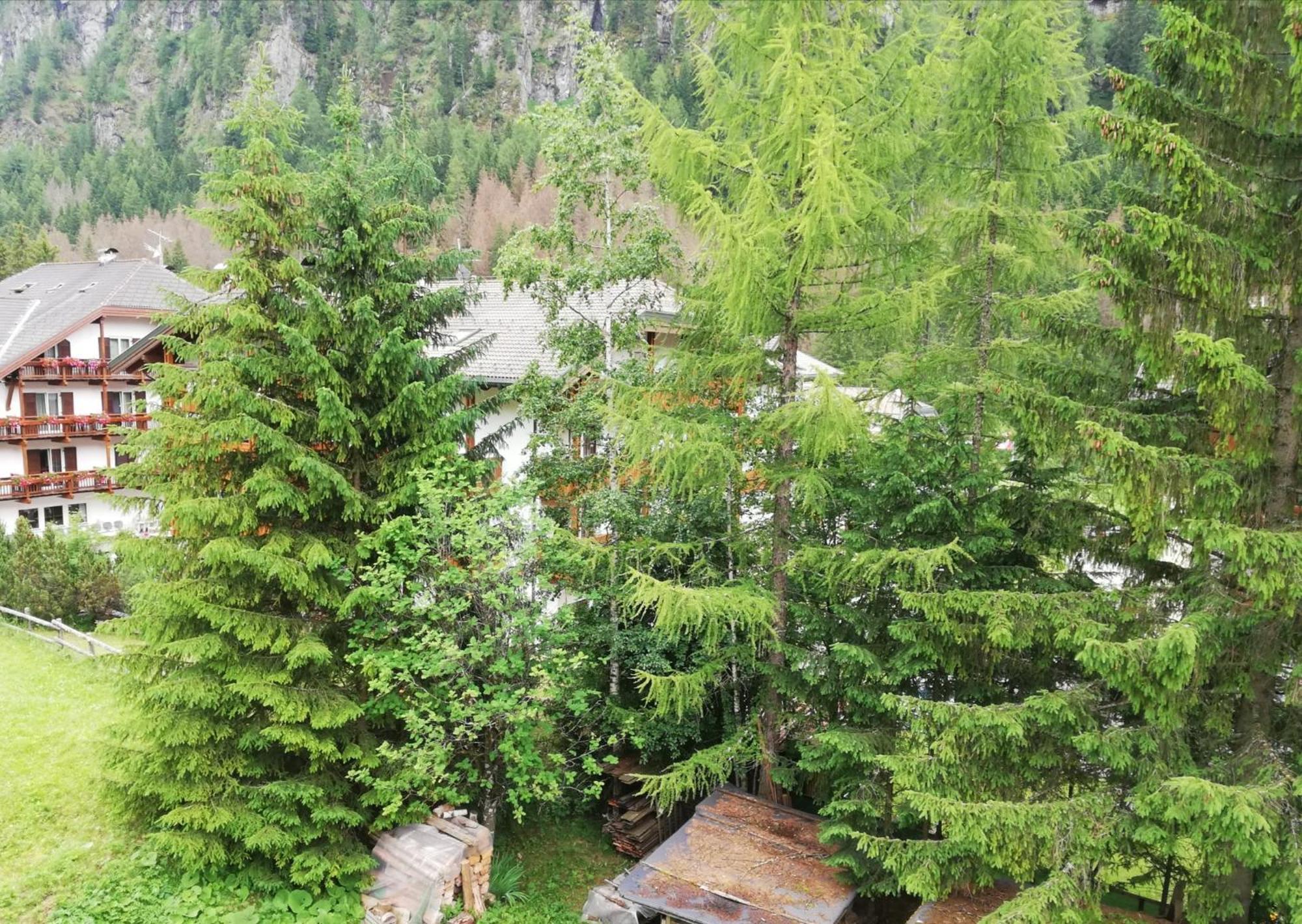 Cesa Pier Sellaronda Dolomiti Leilighet Campitello di Fassa Eksteriør bilde